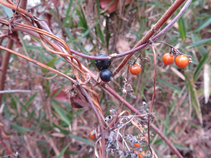 photo1スイカズラと実(黒)ヘクソカズラ実(茶)