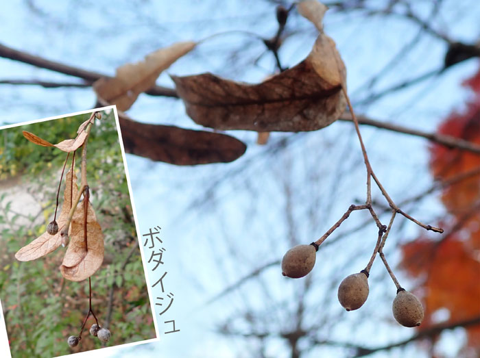 photo2シナノキ実