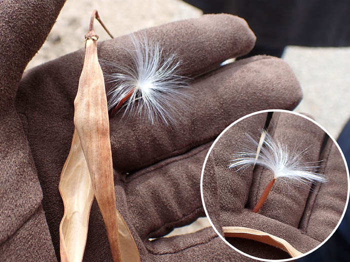 photo3テイカカズラ実の鞘と種