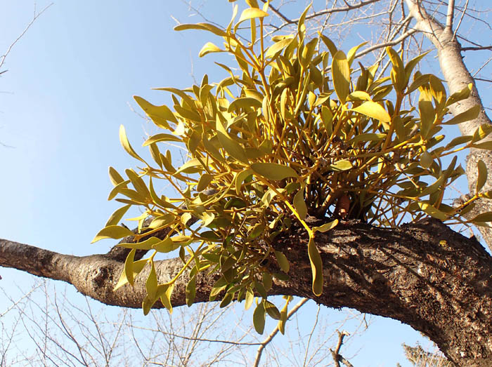 photo4昨年はあったヤドリギ20250215