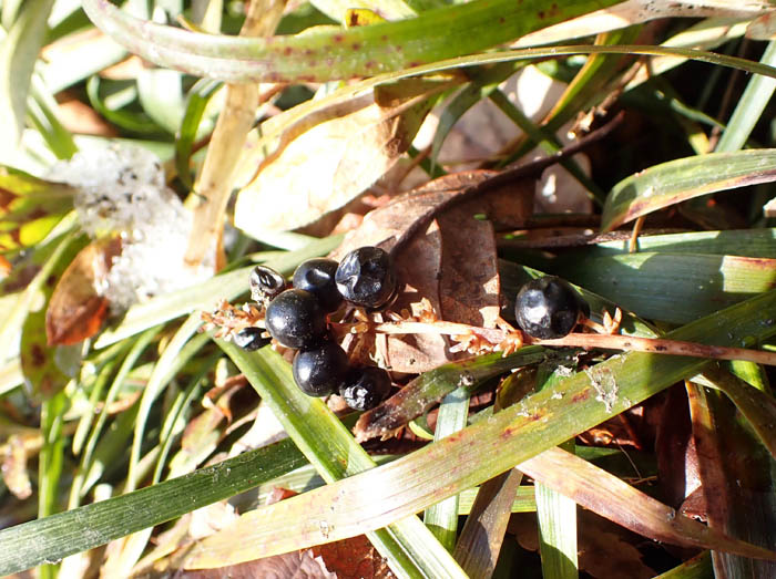 photo5ヤブラン実