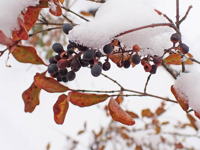 photo7セイヨウイボタの実