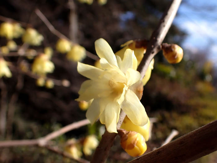 photoソシンロウバイ