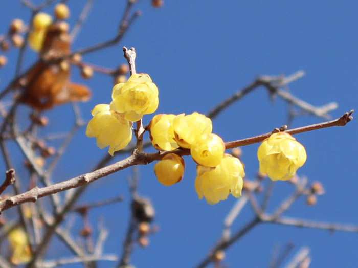 photoソシンロウバイ