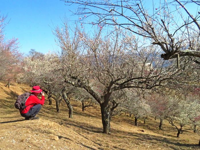photo14梅林は咲き始め