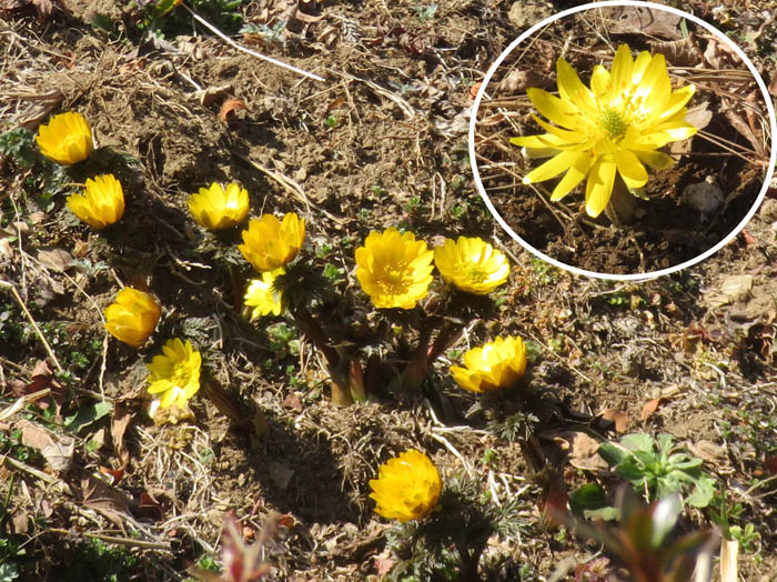 photo16陽を受けて咲く福寿草