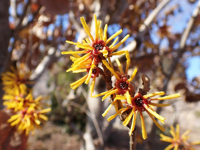 photoシナマンサク