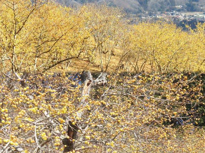 photo8見頃を迎えた山頂下のロウバイ園