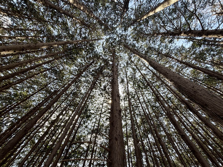 戸谷山登山道針葉樹の森