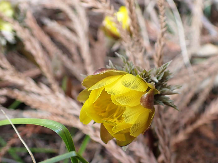 photo開き始めたフクジュソウ