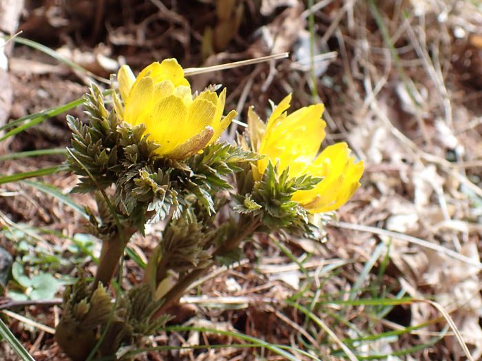 photoフクジュソウ