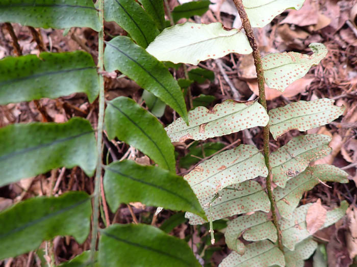 photo4ヤマヤブソテツ