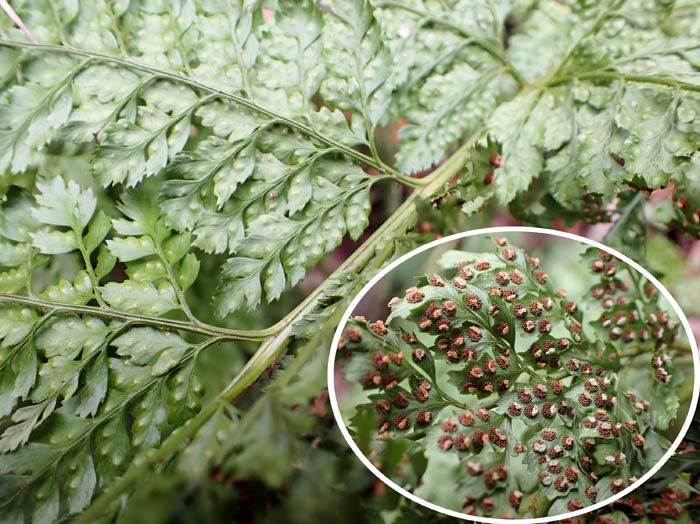 photo5シダ、シノブの仲間かな