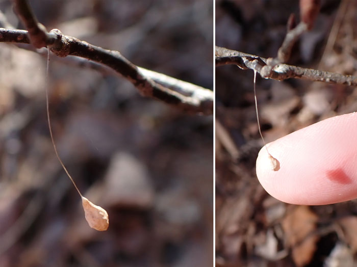 photo10虫の卵かな