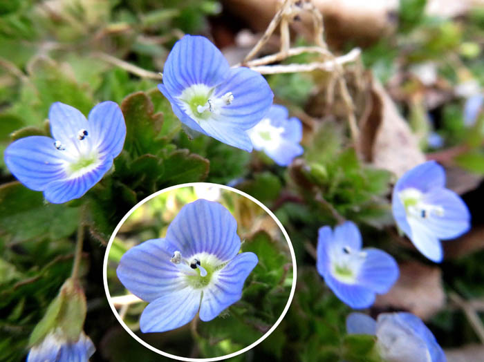 photoオオイヌノフグリ