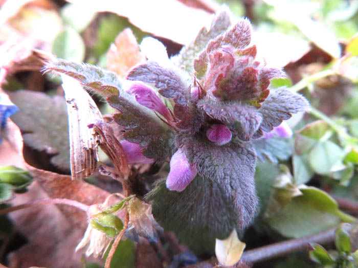 photoヒメオドリコソウ