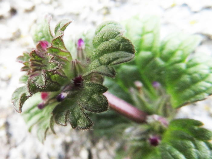 photoホトケノザ