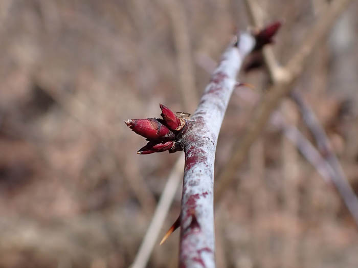 photoニガイチゴ