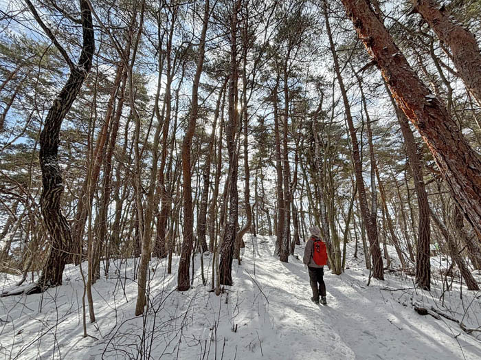 photo6アカマツの森0212