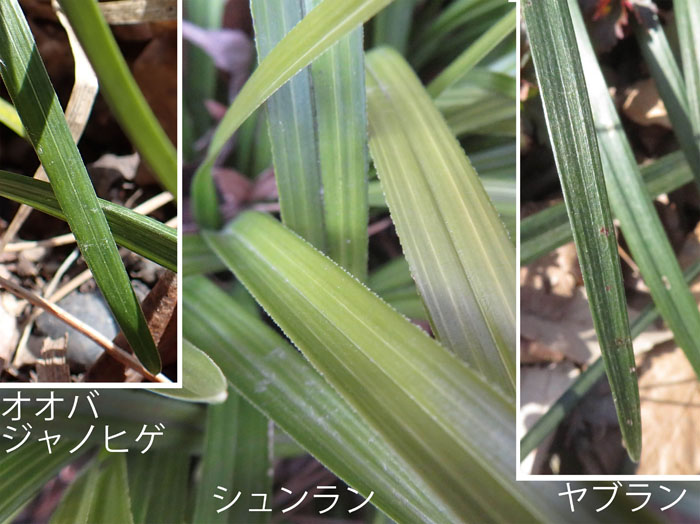 photo7よく似ている葉,シュンラン,ヤブラン,オオバジャノヒゲ