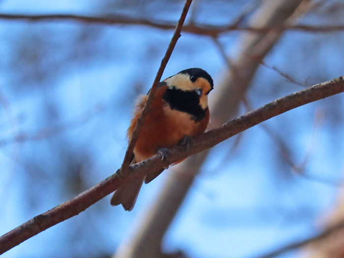photoヤマガラ