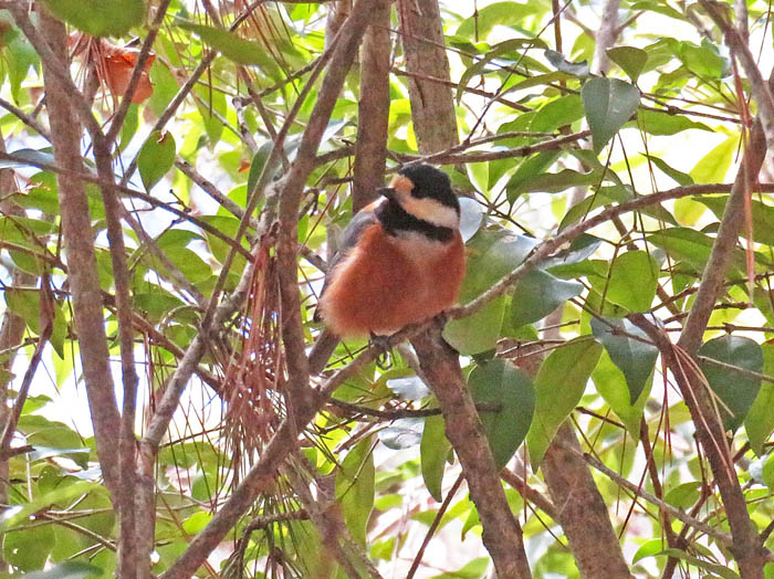 photoヤマガラ