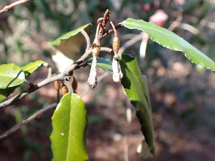 photo12ナワシログミ（グミ科）の実が膨らんだ