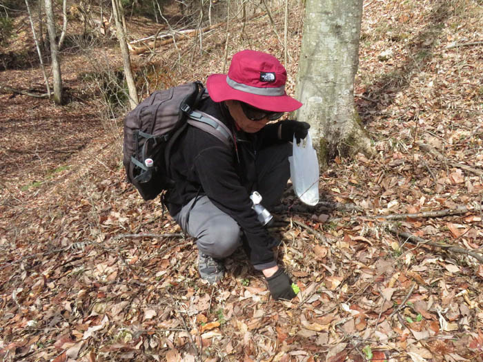 photo15フキノトウ見つけた