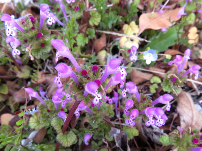 photoホトケノザ（シソ科）