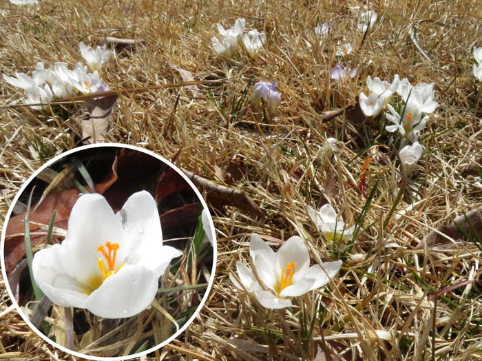 photoクロッカス