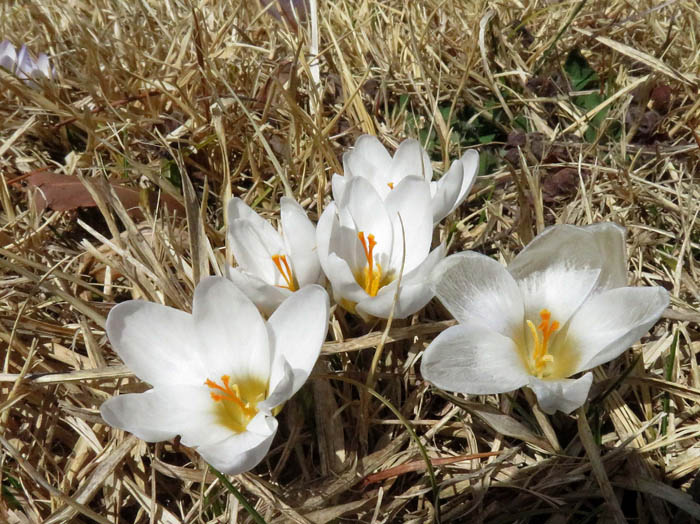 photoクロッカス