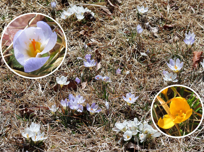 photoクロッカス