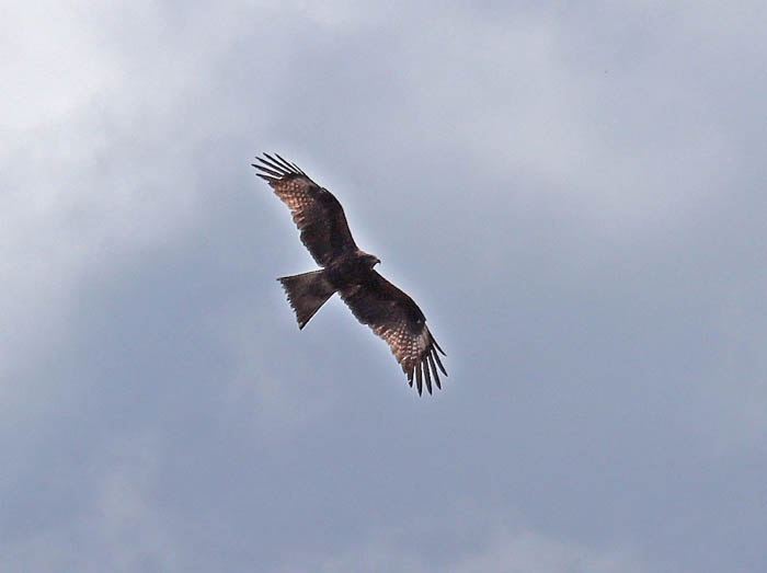 photo7トビが昇っていく