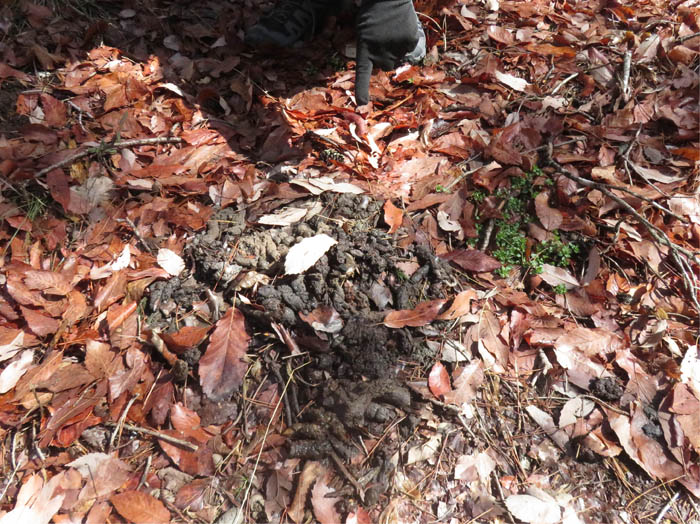 photo9タヌキのため糞