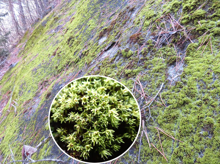 photo13一面コケに覆われた崖