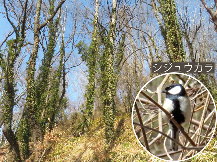 photo14キヅタ（ウコギ科）が絡まる森