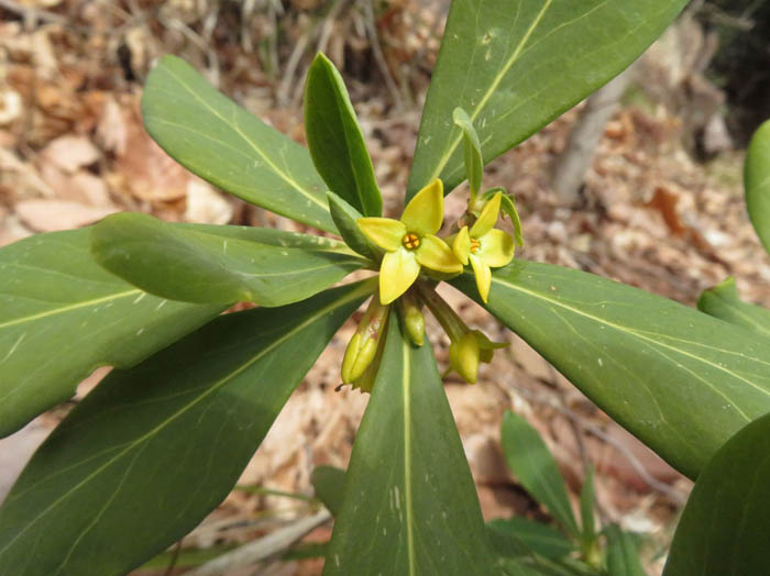 photo15ナニワズ（ジンチョウゲ科）