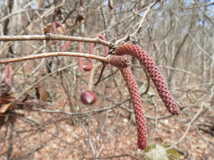 photoツノハシバミ（カバノキ科）