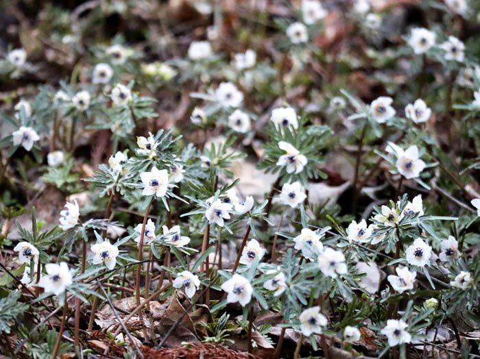 photoセツブンソウ