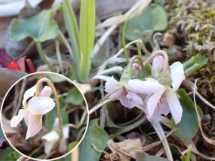 photoスミレの仲間