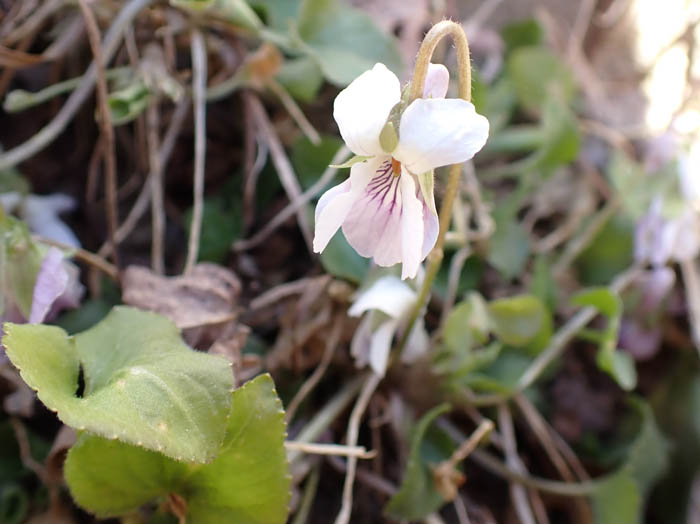 photoスミレの仲間