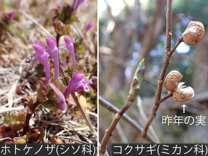 photo13ホトケノザとコクサギ