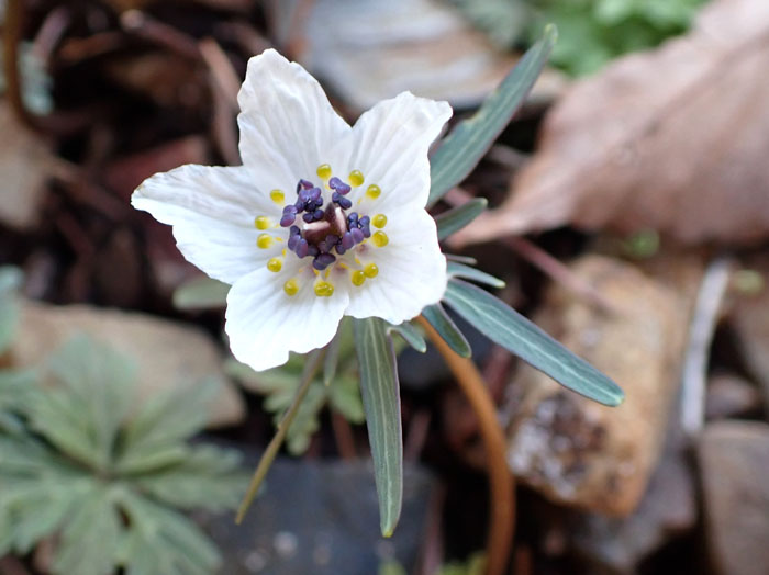 photoセツブンソウ