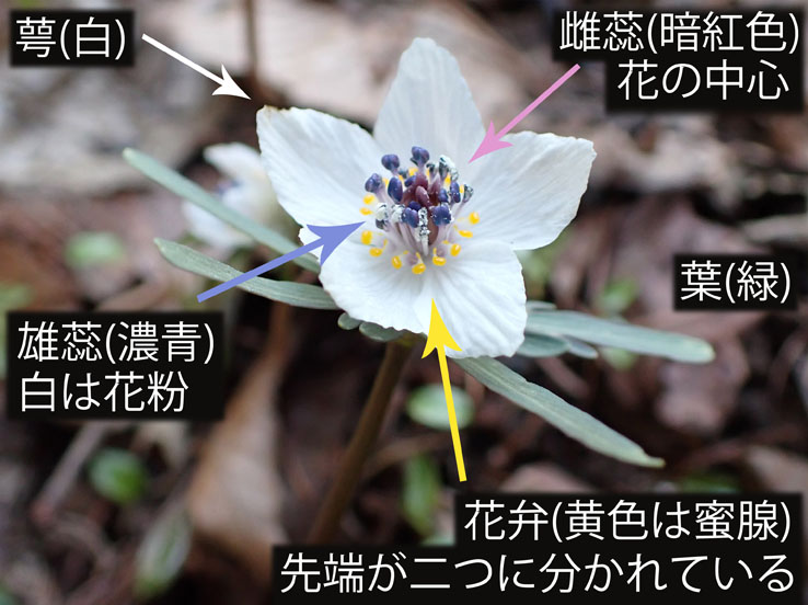 photo3美しいセツブンソウ（キンポウゲ科）