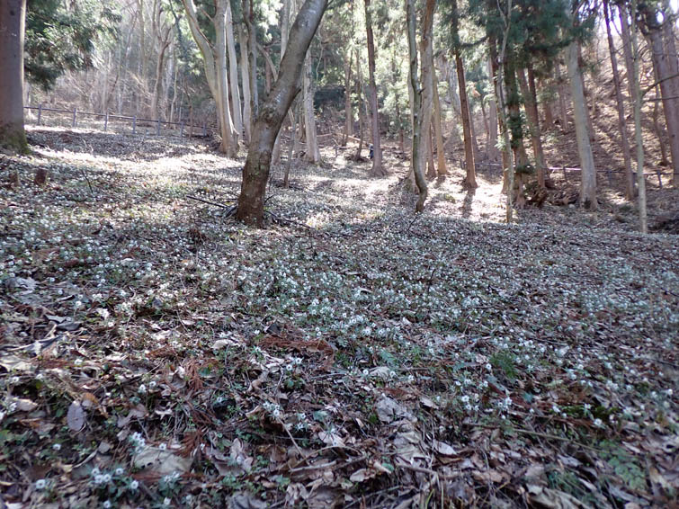 photo4満開の戸倉セツブンソウ群生地