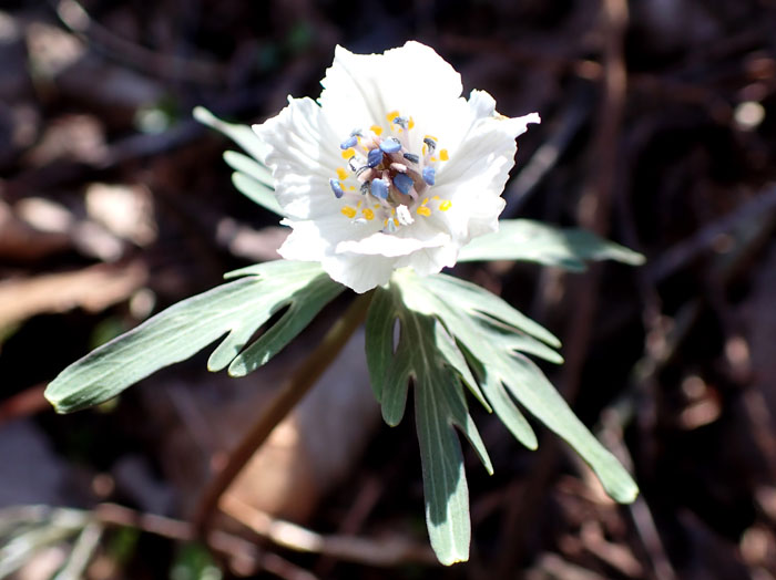 photoセツブンソウ八重咲