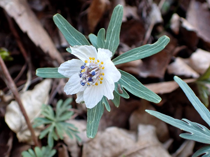 photoセツブンソウ八重咲