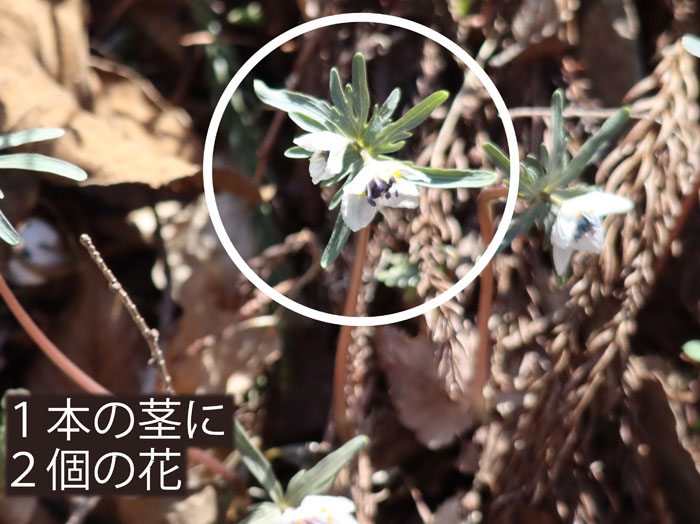 photoセツブンソウふたご咲き