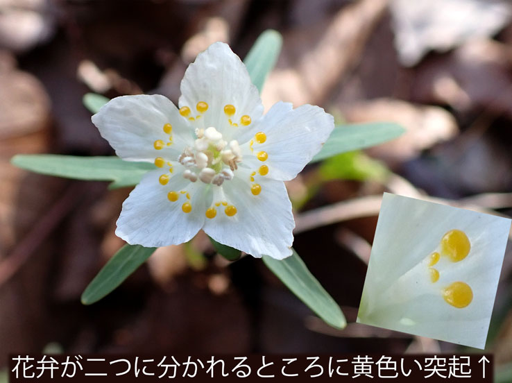 photo7白花一輪だけ発見