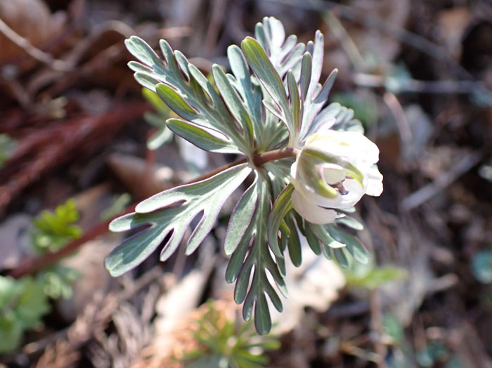 photo葉が２段